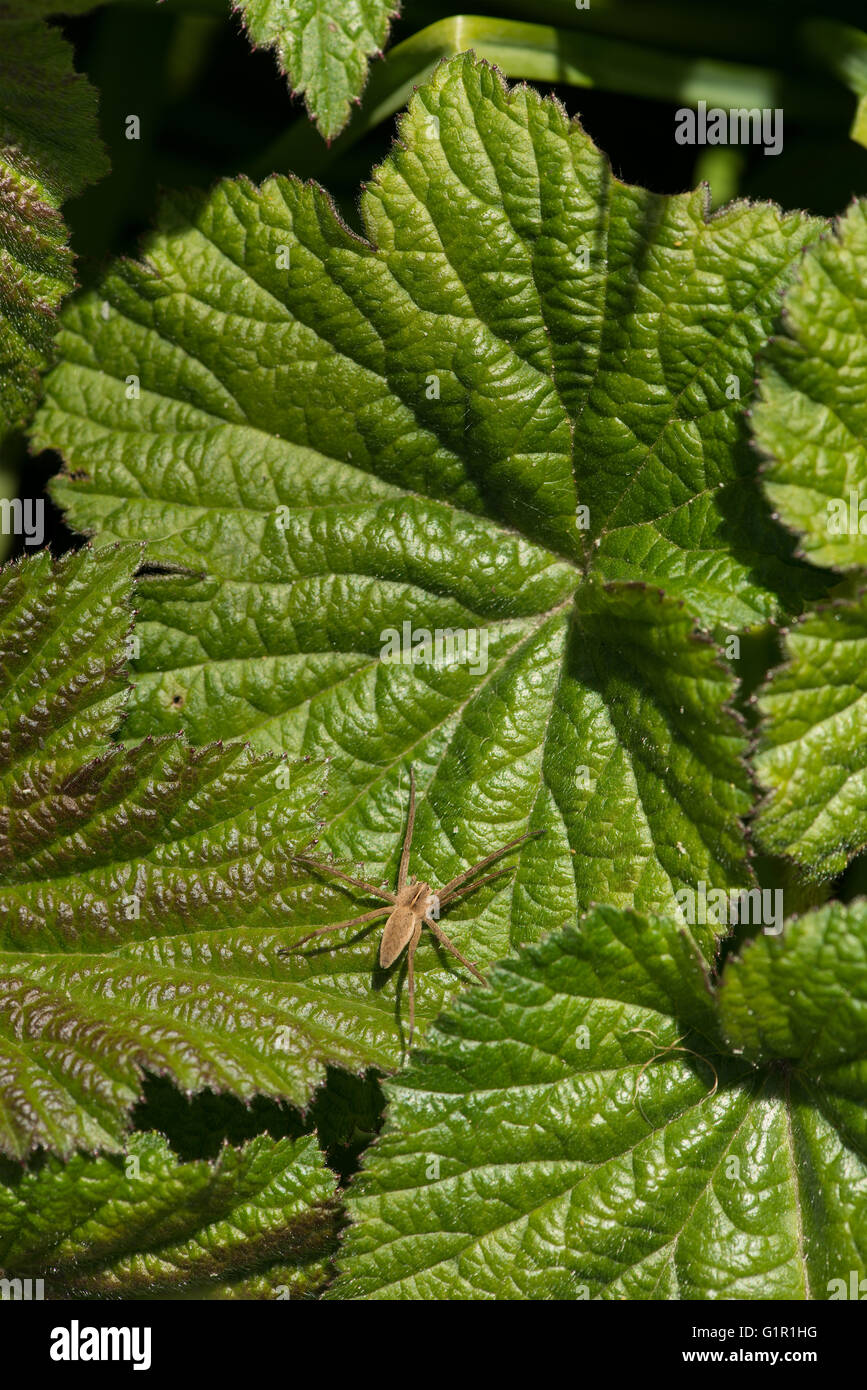 Tibellus oblongus araignée herbe attendant sur anemone leaf prêt à bondir sur première mouche que les terres Banque D'Images