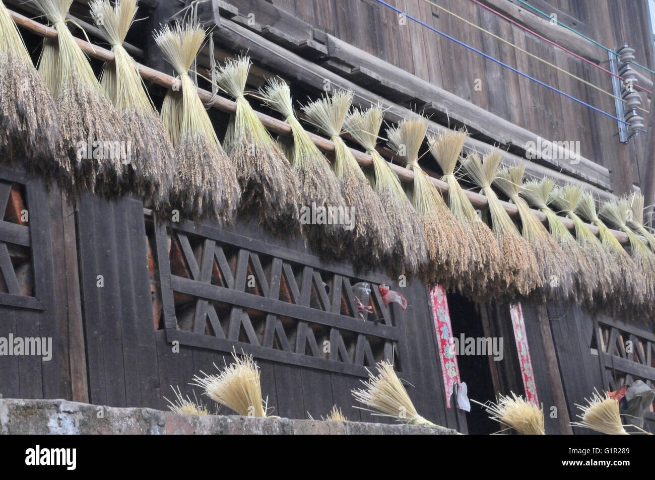 Tiges de séchage du riz à Chengyang, Guangxi, Chine Banque D'Images