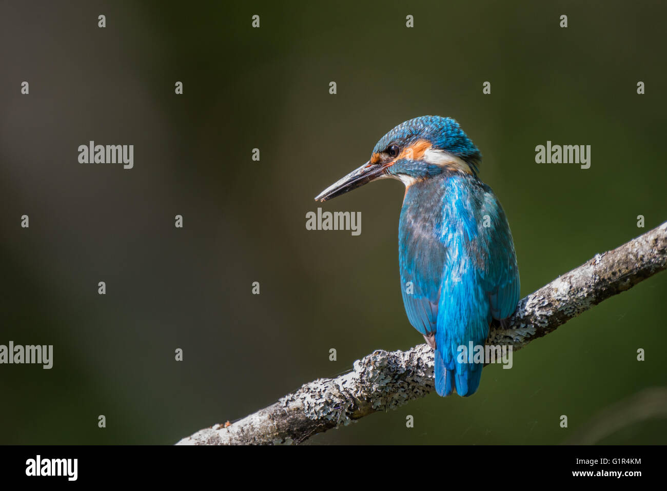 Kingfisher (Alcedo atthis commune) oiseau perché sur une branche avec un arrière-plan sombre. Banque D'Images