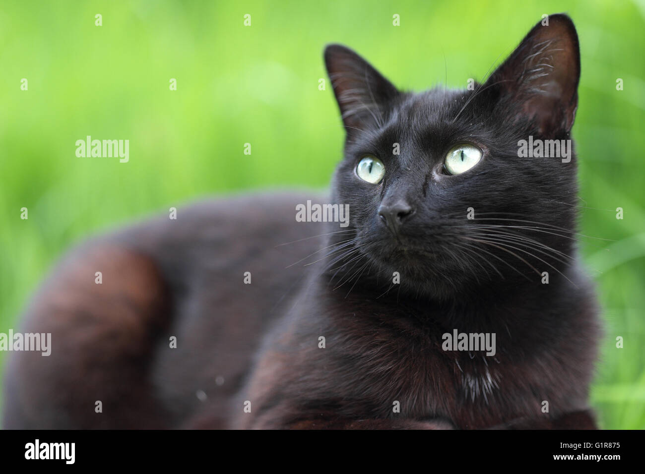 Black Cat looking up dans le jardin Banque D'Images