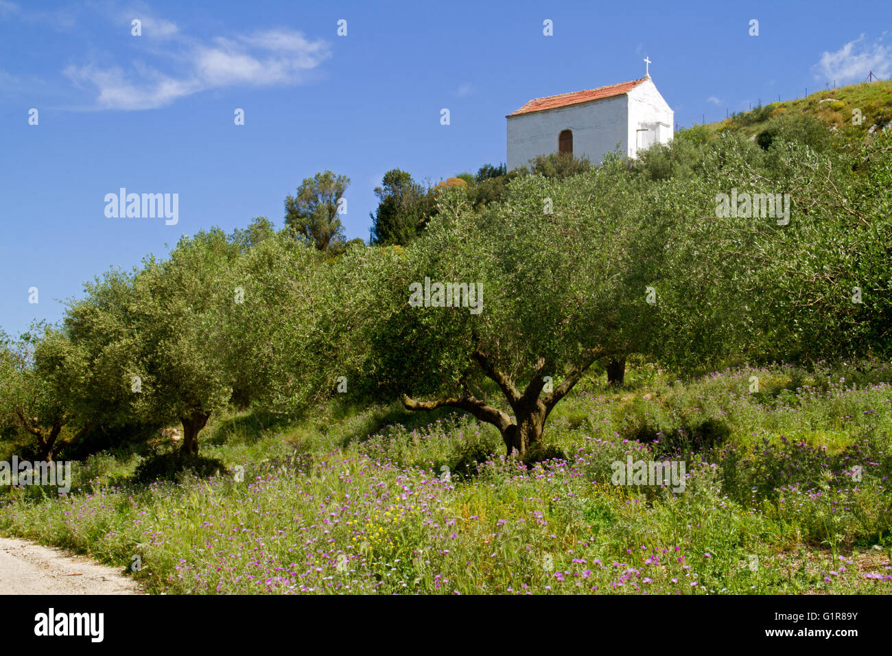 Une petite chapelle blanche sur une colline au-dessus et d'oliviers sur l'île Ionienne grecque Kefalonia Banque D'Images