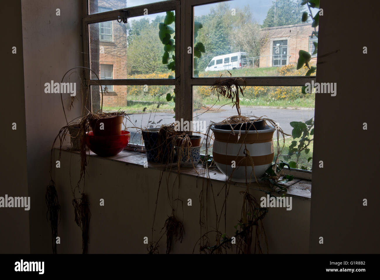 Il ne reste que les plantes mortes dans Linford Park maison de soins infirmiers , Hampshire, au Royaume-Uni Banque D'Images