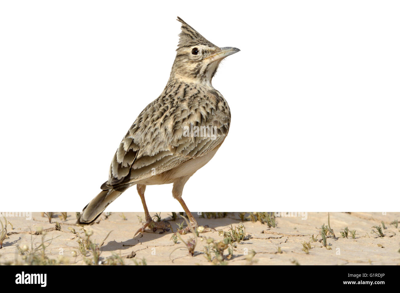 - Galerida cristata Crested Lark Banque D'Images