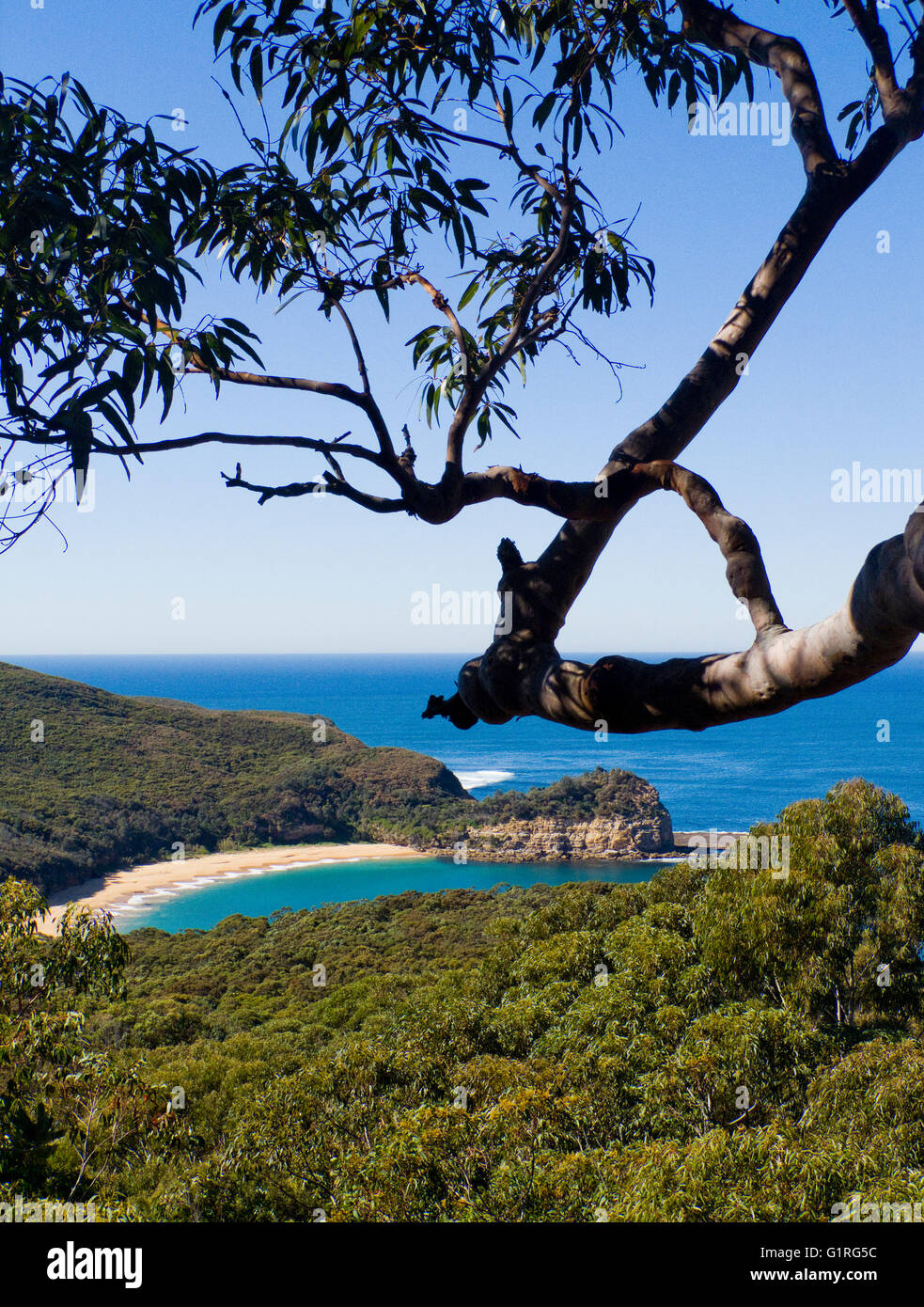 L'Australie, Nouvelle Galles du Sud, Côte Centrale, Bouddi National Park, vue de Bouddi Point, Sydney, Redgums Angophora costata Banque D'Images