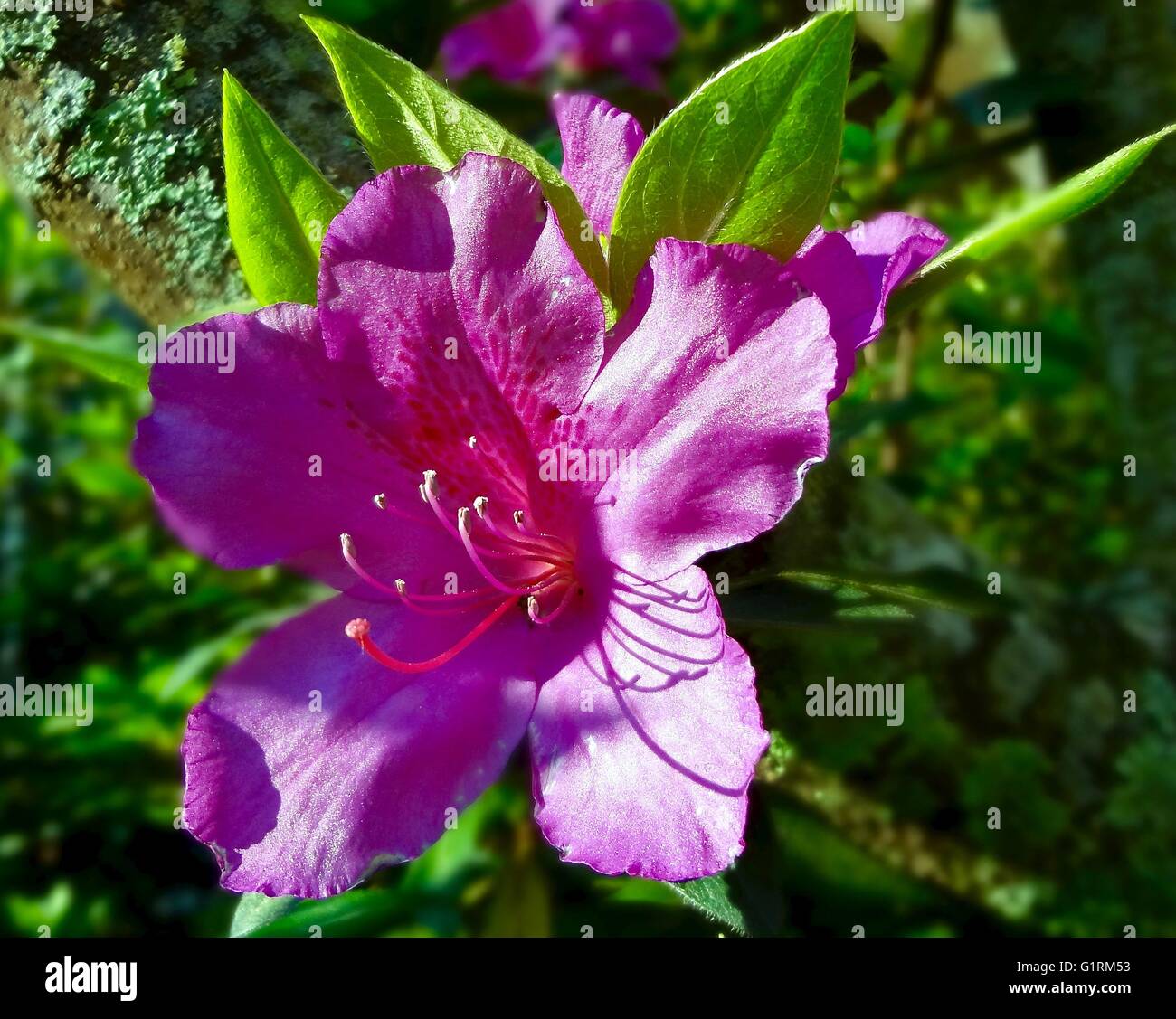 Gros plan d'une fleur azalée rose Banque D'Images Gros plan d'une fleur azalée rose Banque D'Images