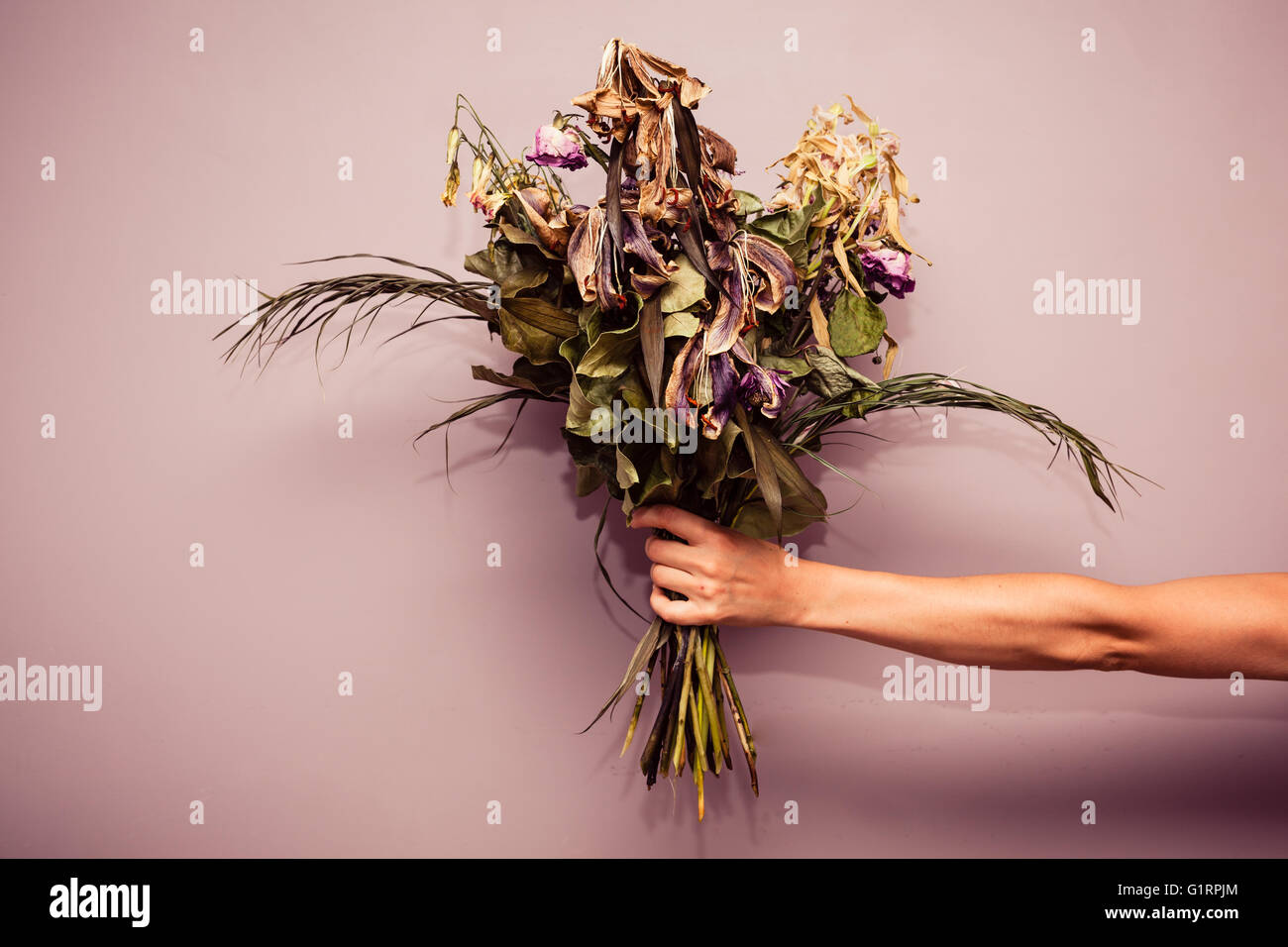 A woman's hand holding est un bouquet de fleurs mortes Banque D'Images