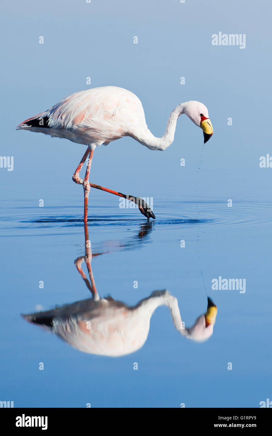 Puna ou James (Phoenicoparrus jamesi) Flamingo Phoenicopteridae, famille, la Laguna de Chaxa, désert d'Atacama, Chili Banque D'Images