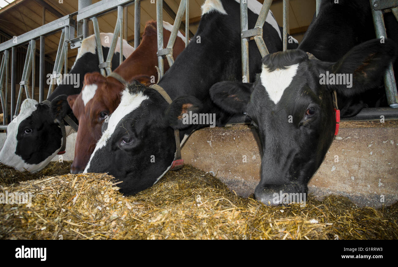 Vaches dans un ensilage alimentation stable Banque D'Images