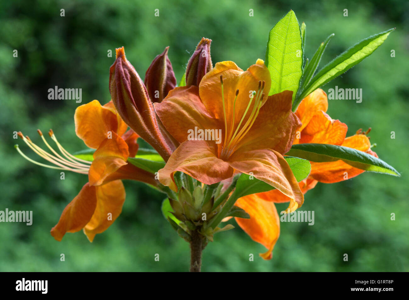 Orange fleurs d'une azalée (Azalea), Bade-Wurtemberg, Allemagne Banque D'Images Orange fleurs d'une azalée (Azalea), Bade-Wurtemberg, Allemagne Banque D'Images