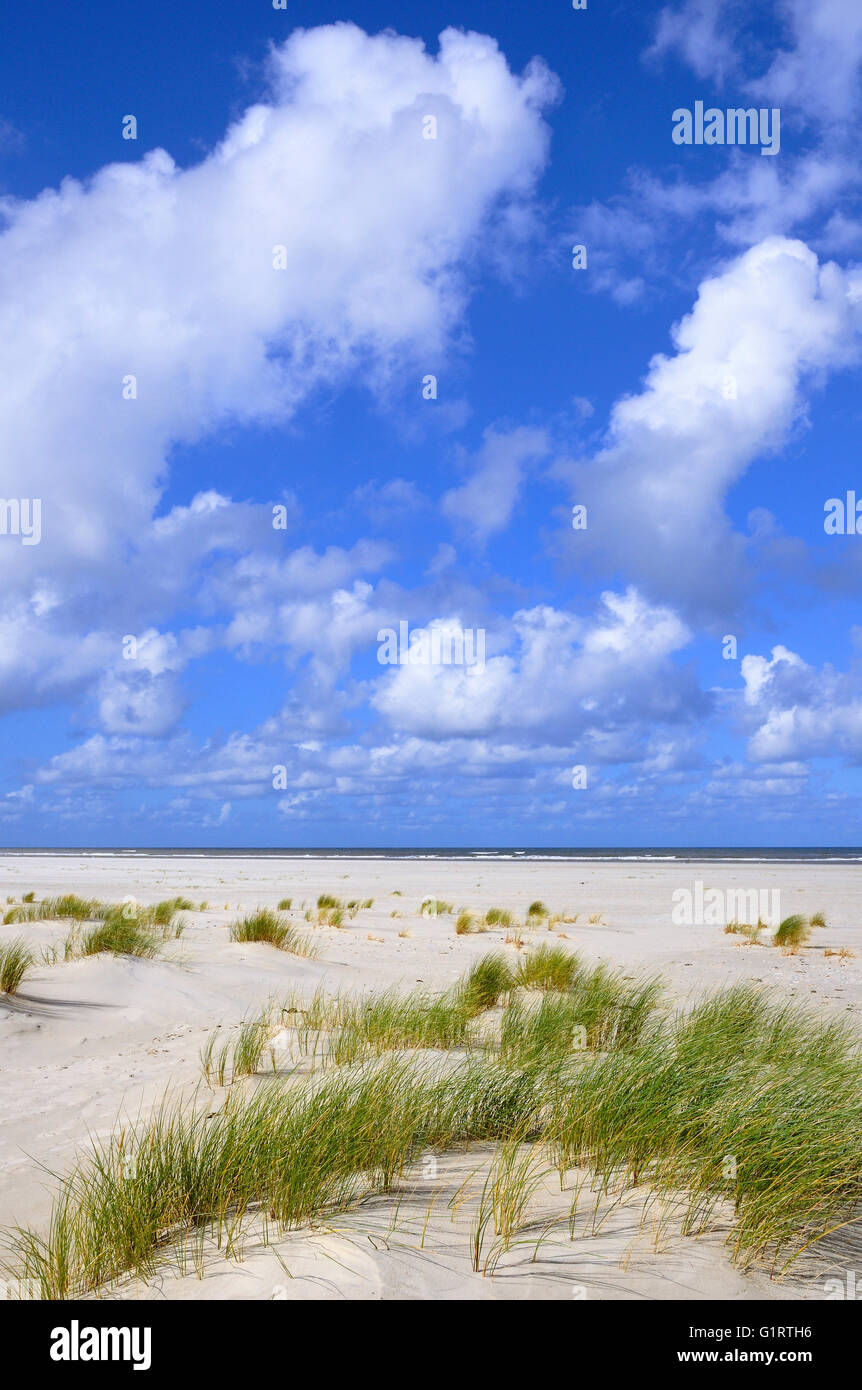 Paysage de dunes côtières de la mer du Nord de l'île de Juist, plage avec Beach grass (Ammophila arenaria), îles de la Frise Orientale Banque D'Images