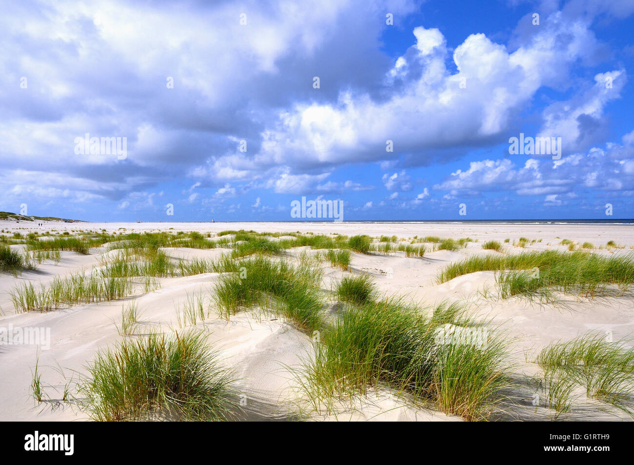Paysage de dunes côtières de la mer du Nord de l'île de Juist, plage avec Beach grass (Ammophila arenaria), îles de la Frise Orientale Banque D'Images