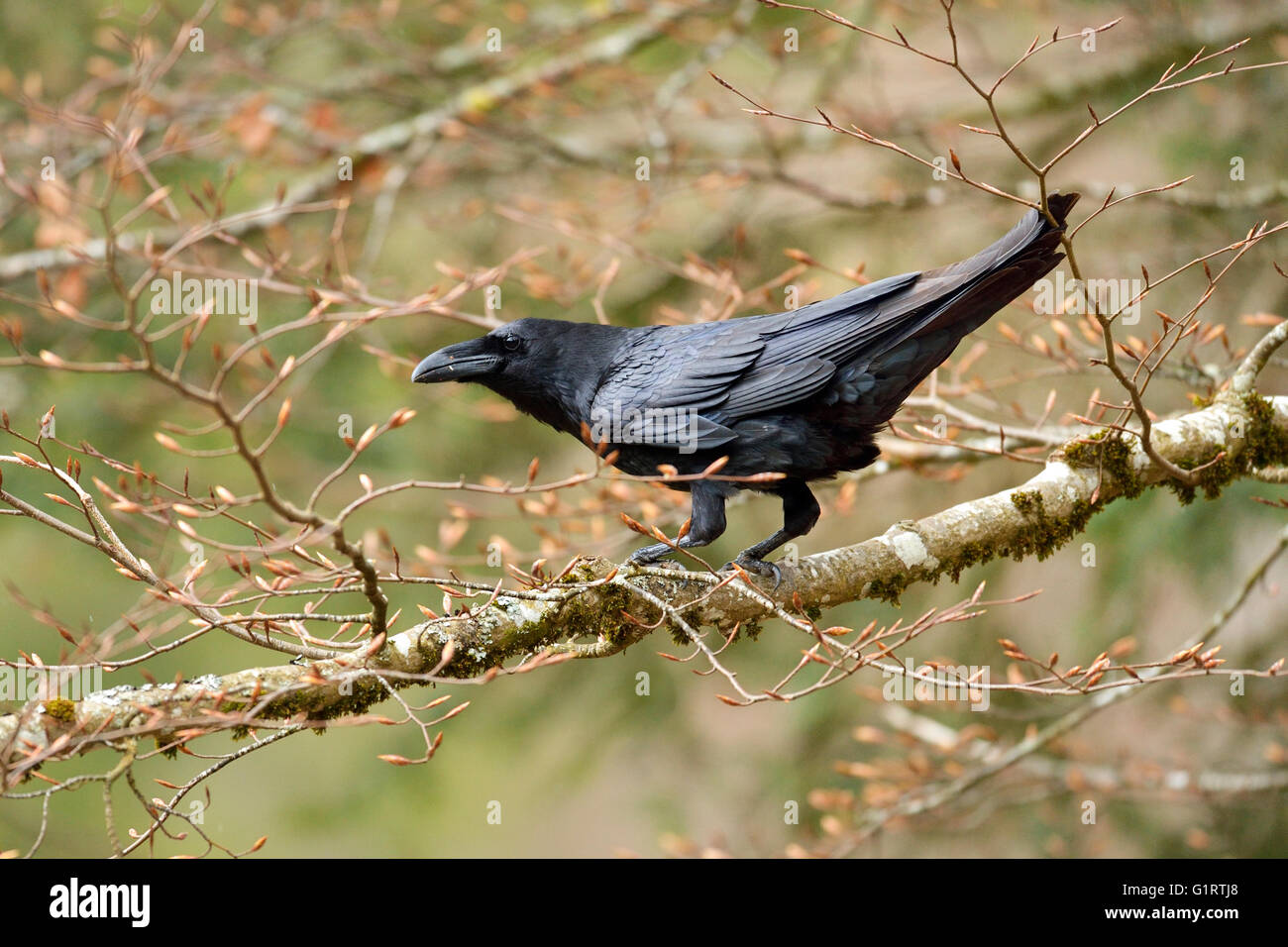 Corbeau commun corvus corax sur branche Banque de photographies et d ...