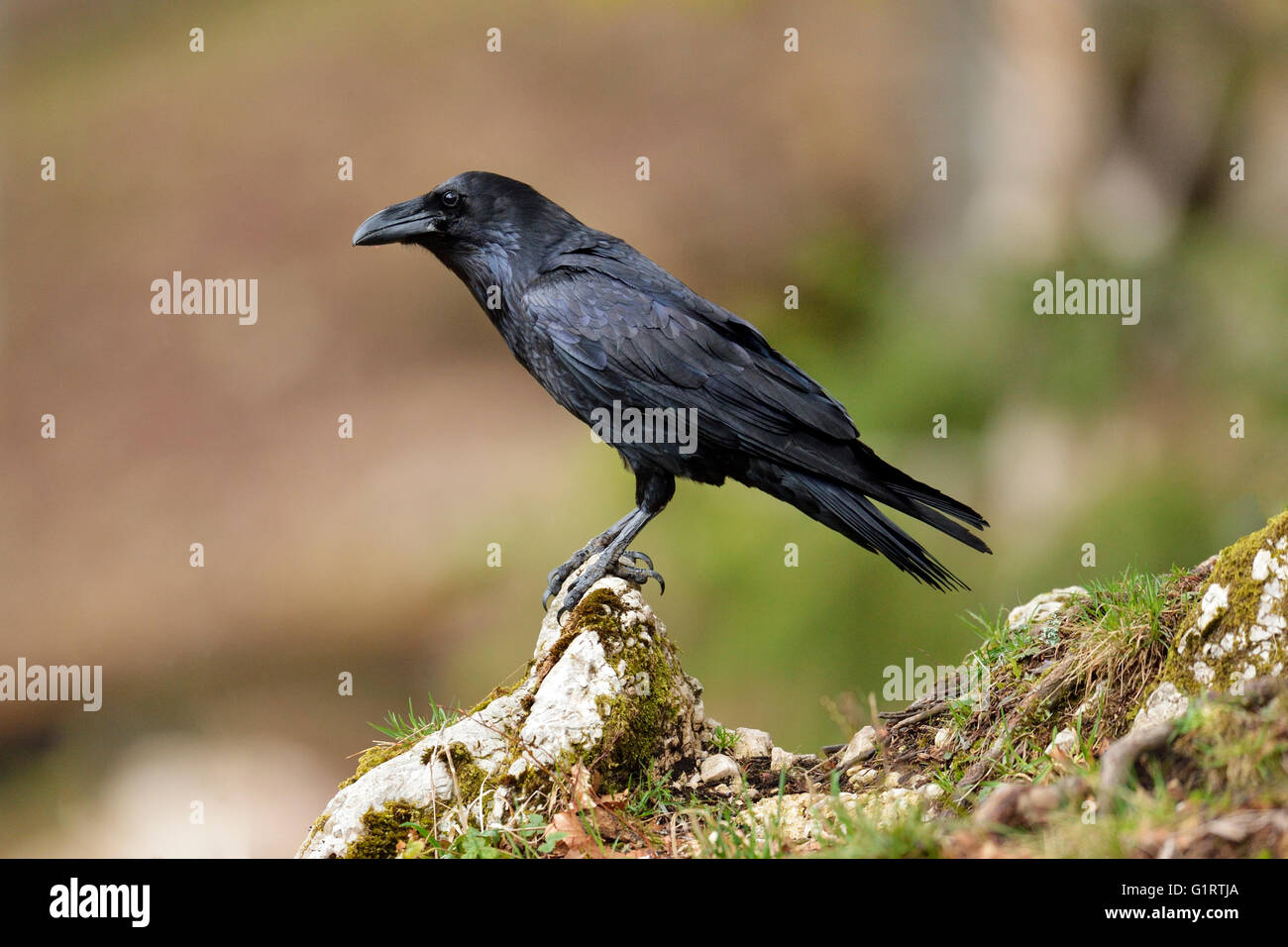 Grand corbeau (Corvus corax) assis sur la pierre, le Canton du Jura, Suisse Banque D'Images