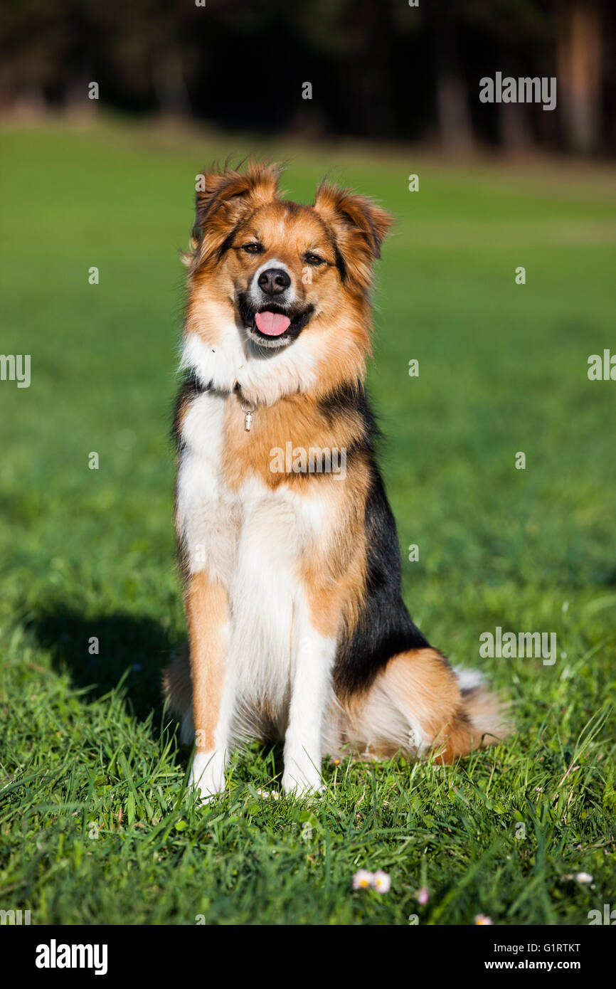 Chien de race mixte, mongrel assis dans un pré, Tyrol du Nord, l'Autriche, Europe Banque D'Images