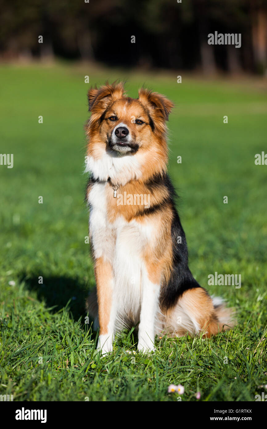 Chien de race mixte, mongrel assis dans un pré, Tyrol du Nord, l'Autriche, Europe Banque D'Images