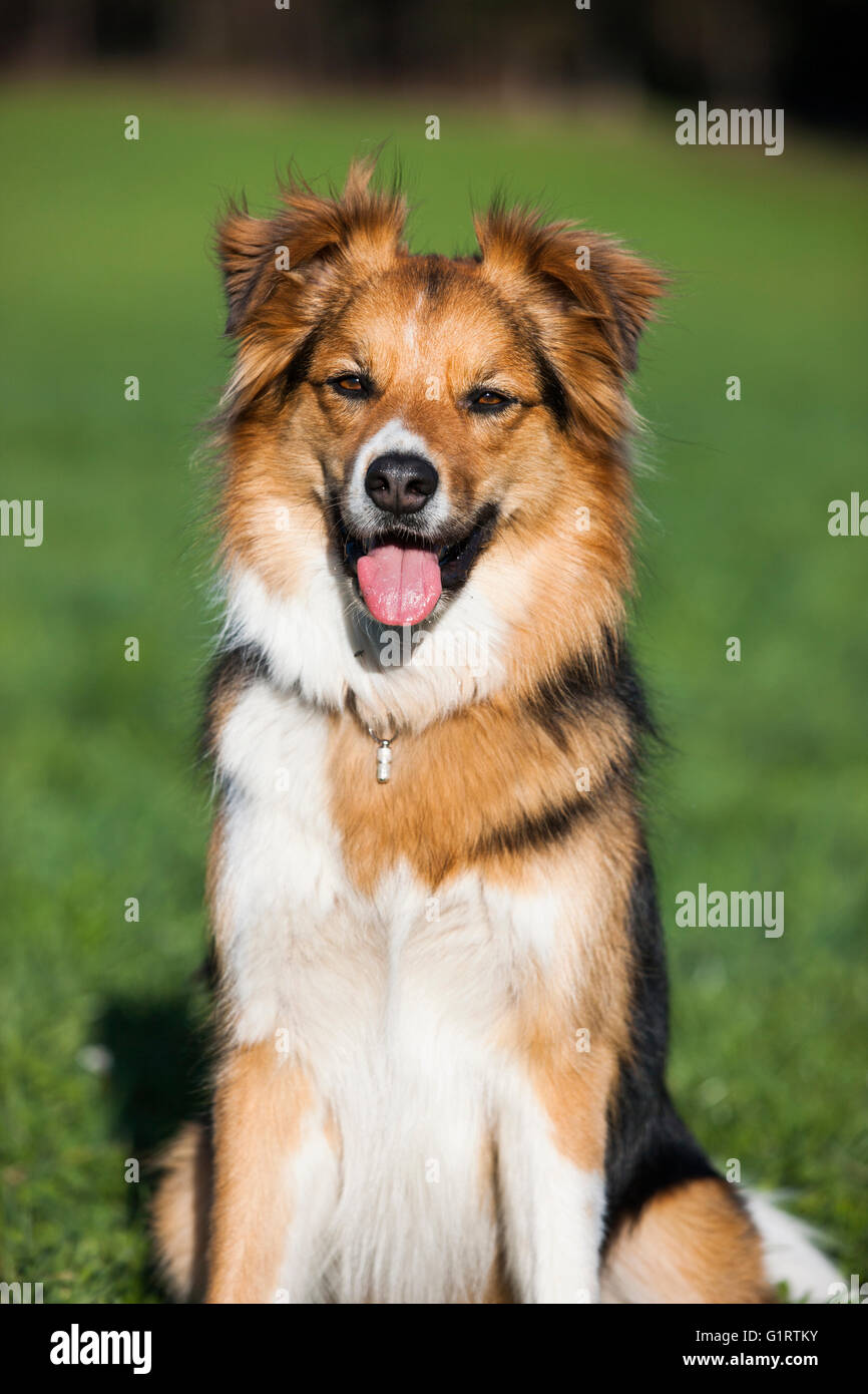 Chien de race mixte, mongrel assis dans un pré, portrait, Tyrol du Nord, l'Autriche, Europe Banque D'Images