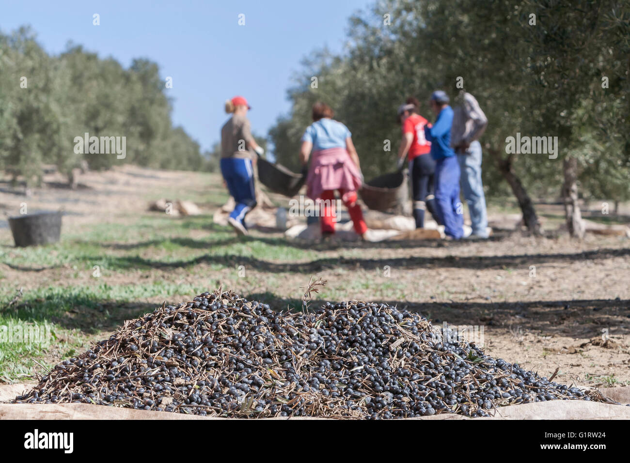 Jaen, Espagne - 2 janvier 2016 : quelques olives sur le dessus d'un sac sur le sol lors de la récolte des olives en campagne d'hiver Banque D'Images