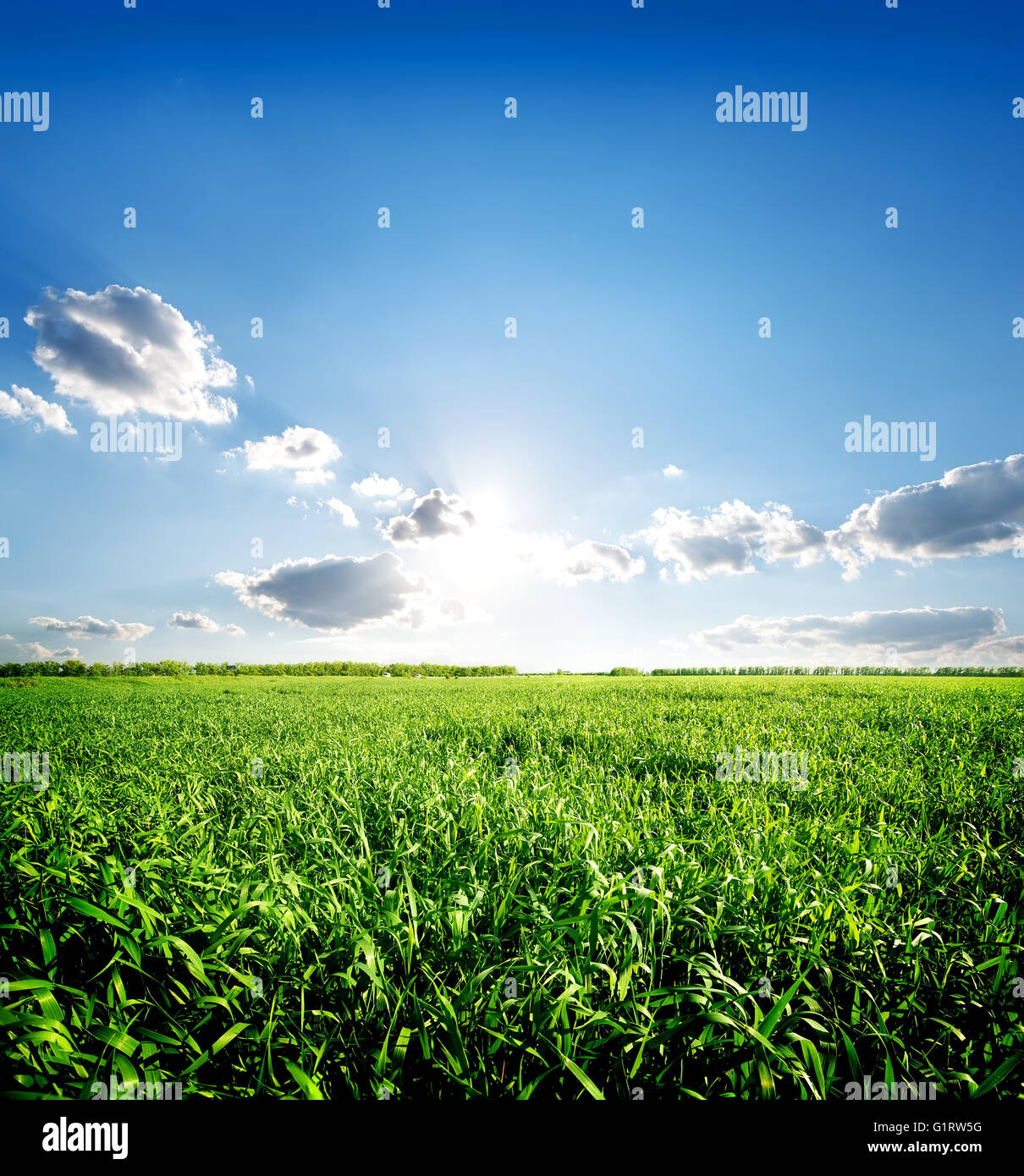 L'herbe de printemps vert et bleu ciel avec soleil Banque D'Images
