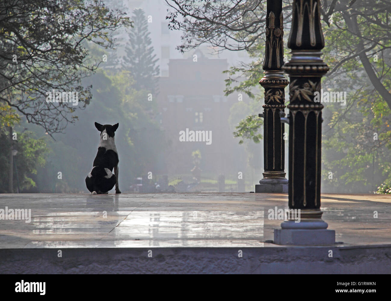 Alertes et vigilants noir et blanc chien de garde des droits sur un matin brumeux. Banque D'Images