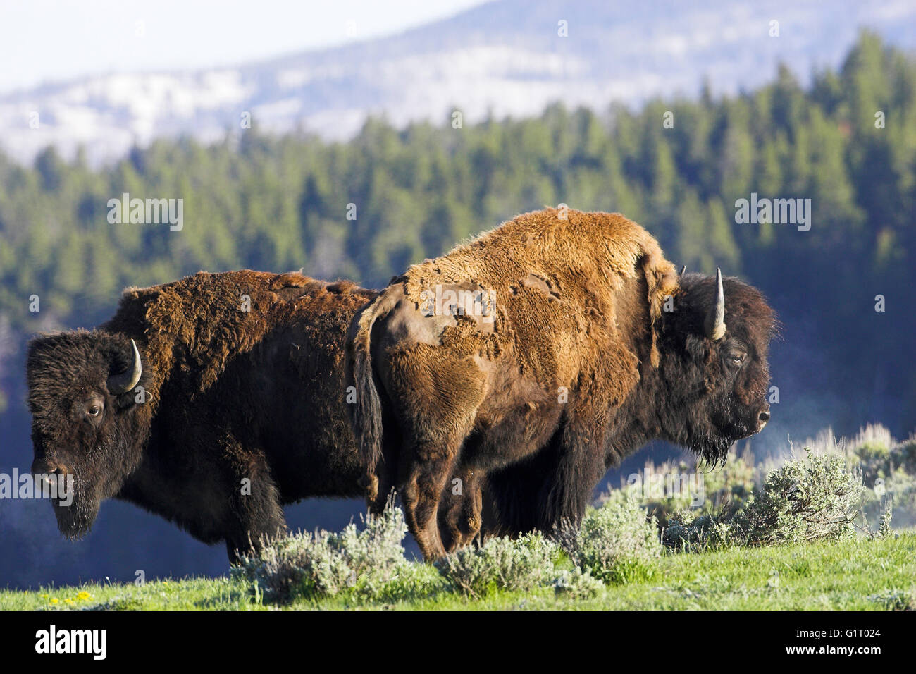 American bison Bison bison mâle Parc National de Yellowstone au Wyoming USA Banque D'Images