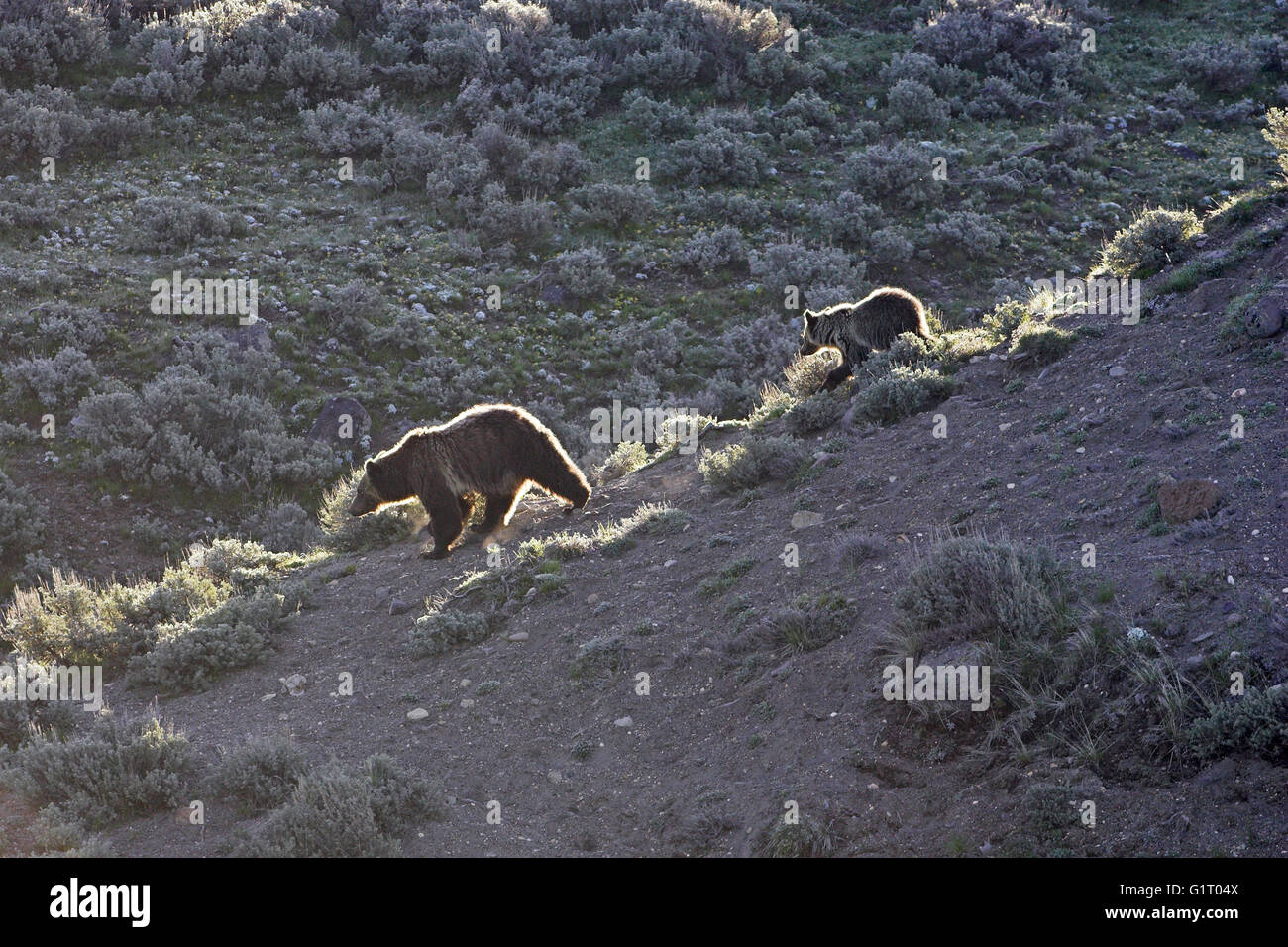 Ours grizzli (Ursus arctos horribilis femelle et cub Hayden Valley Parc National de Yellowstone au Wyoming USA Banque D'Images