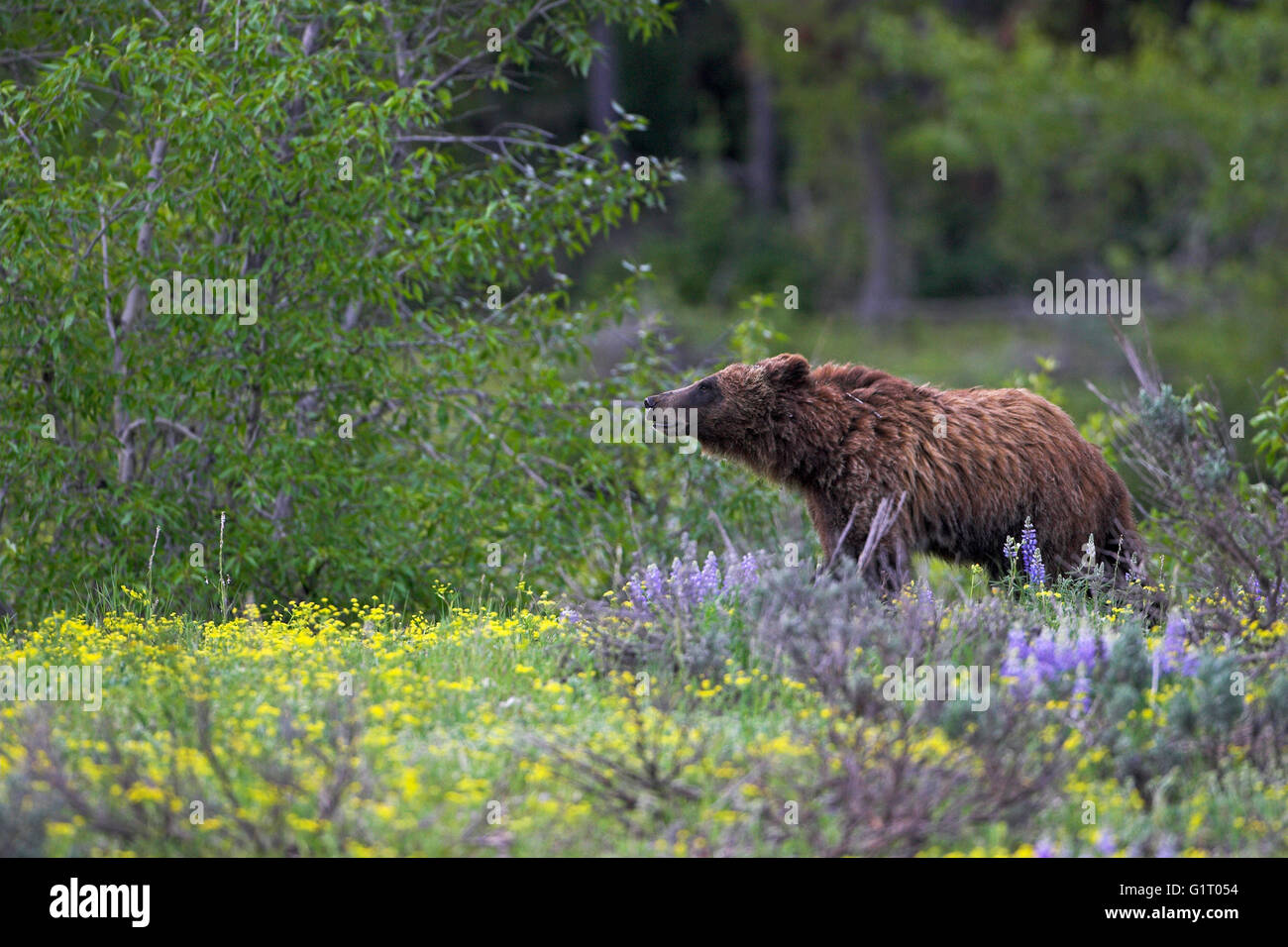 Ours grizzli (Ursus arctos horribilis 4 ans Hayden Valley Parc National de Yellowstone au Wyoming USA Banque D'Images