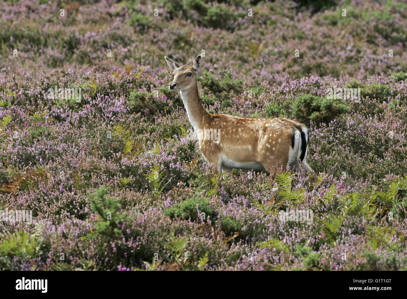 Le daim Dama dama biche sur la lande Parc national New Forest Hampshire England UK Banque D'Images