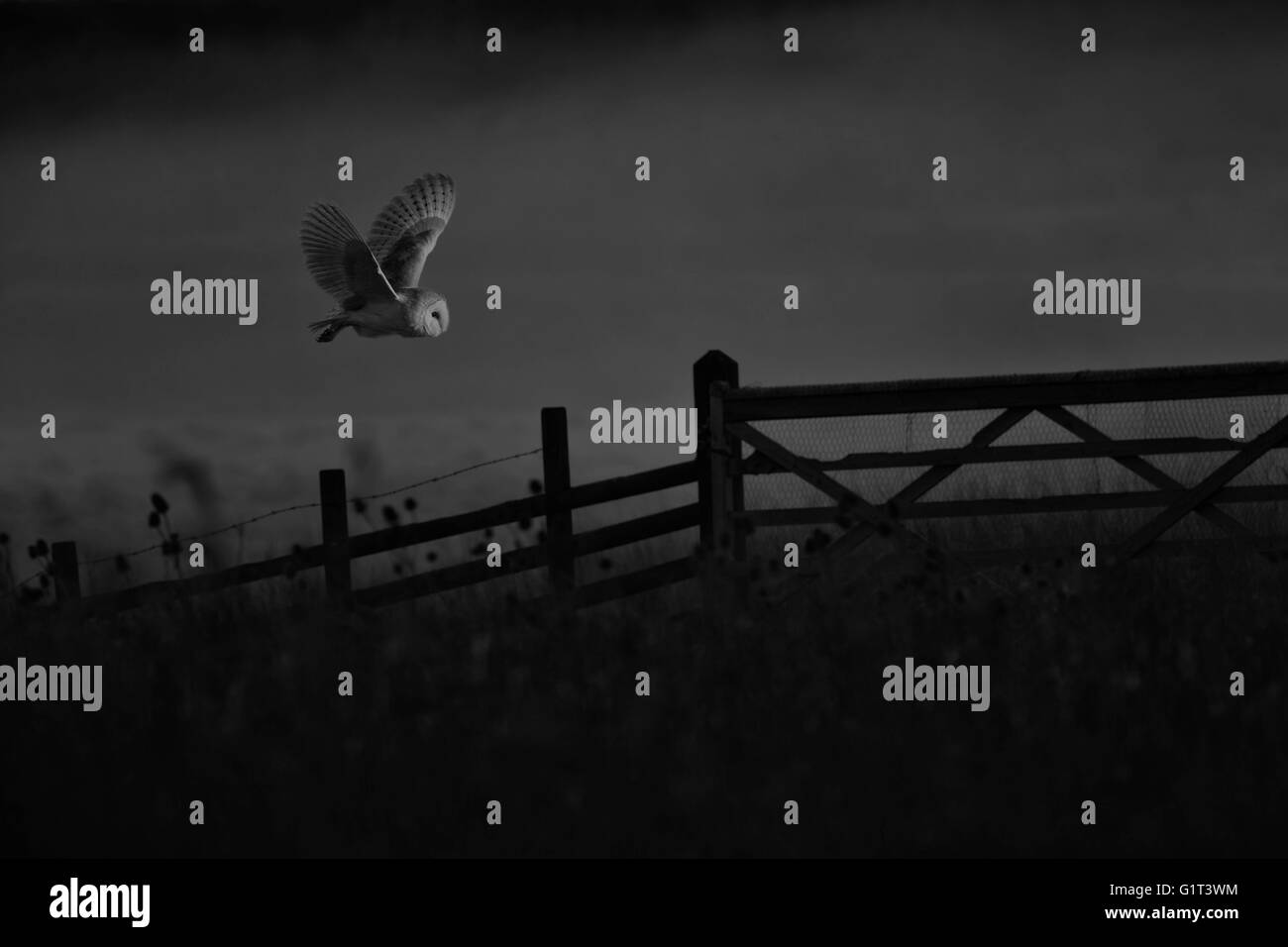 Barn Owl au crépuscule Banque D'Images