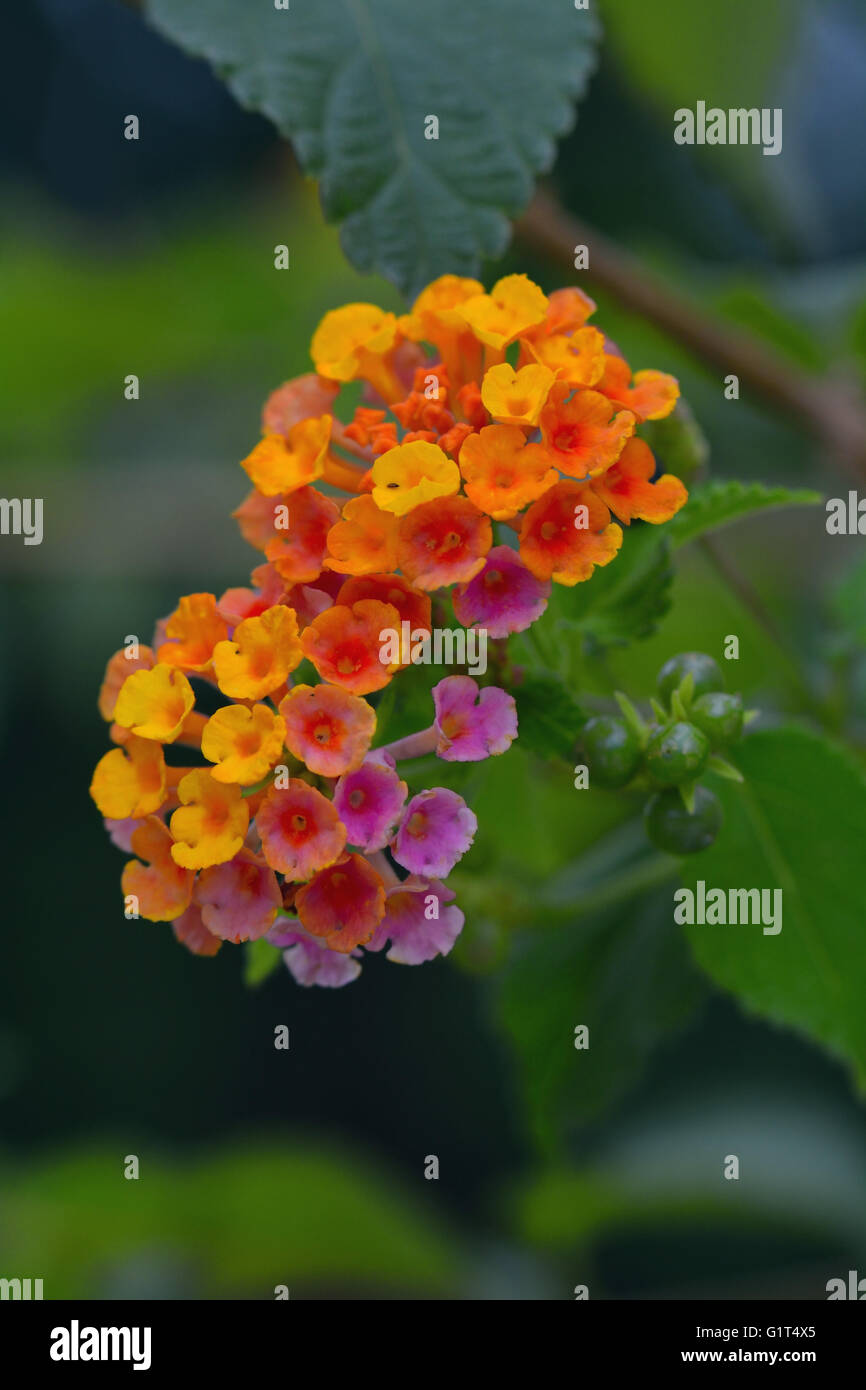 Lantana flower,grand-sage,wild-sage,famille verveine Banque D'Images