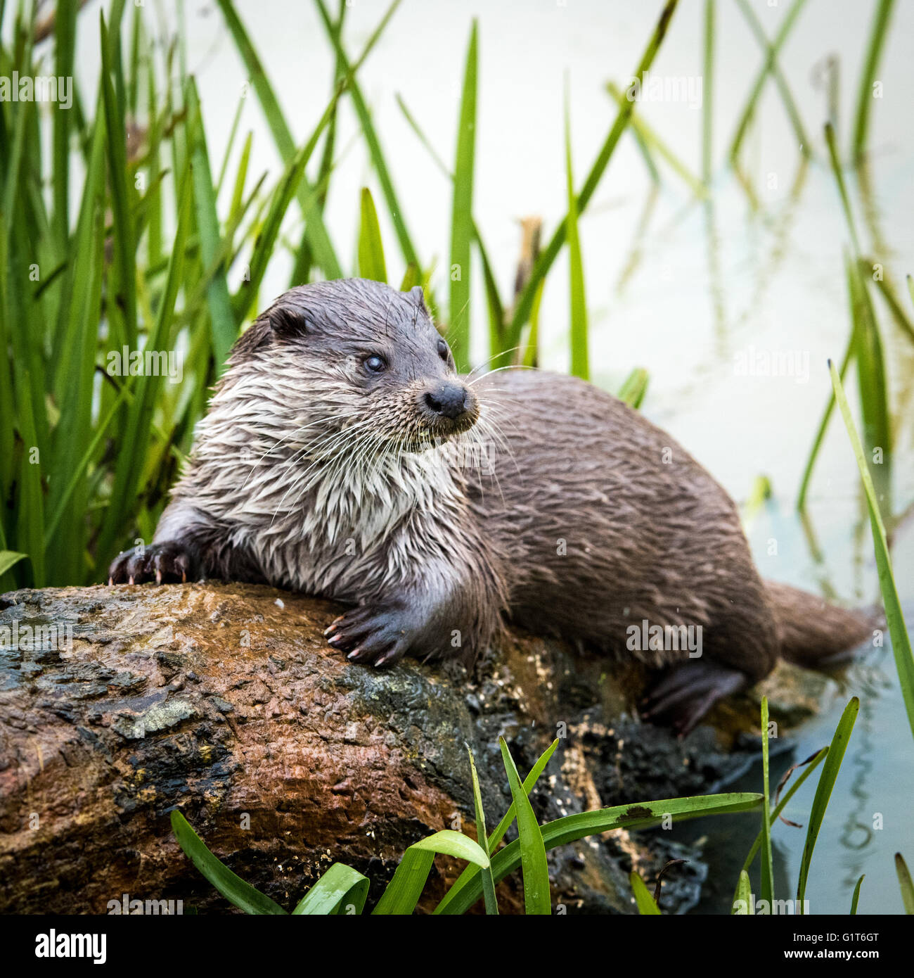 Otter eurasien (Lutra lutra) assis sur une bûche au bord d'une rivière Banque D'Images