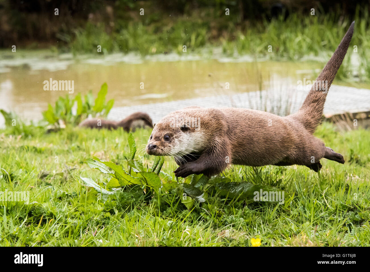 Eurasian loutre (Lutra lutra) en marche Banque D'Images