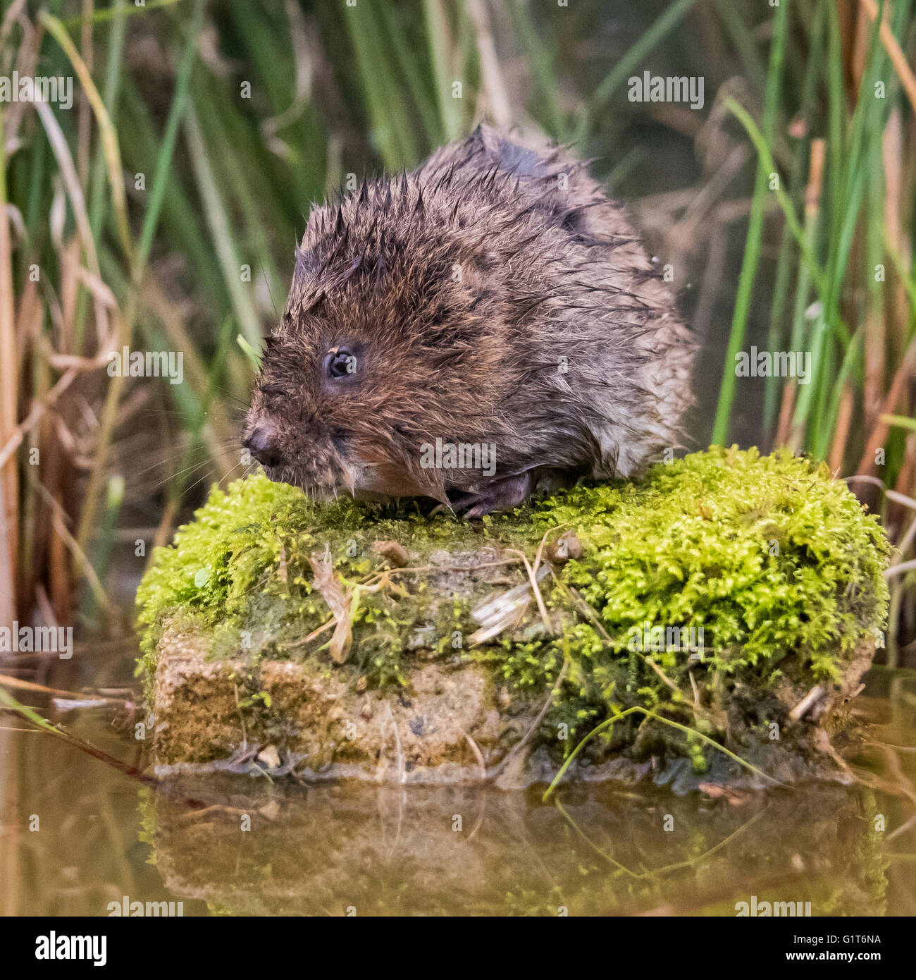 Le campagnol de l'eau (Muroidea) reposant sur un rocher Banque D'Images