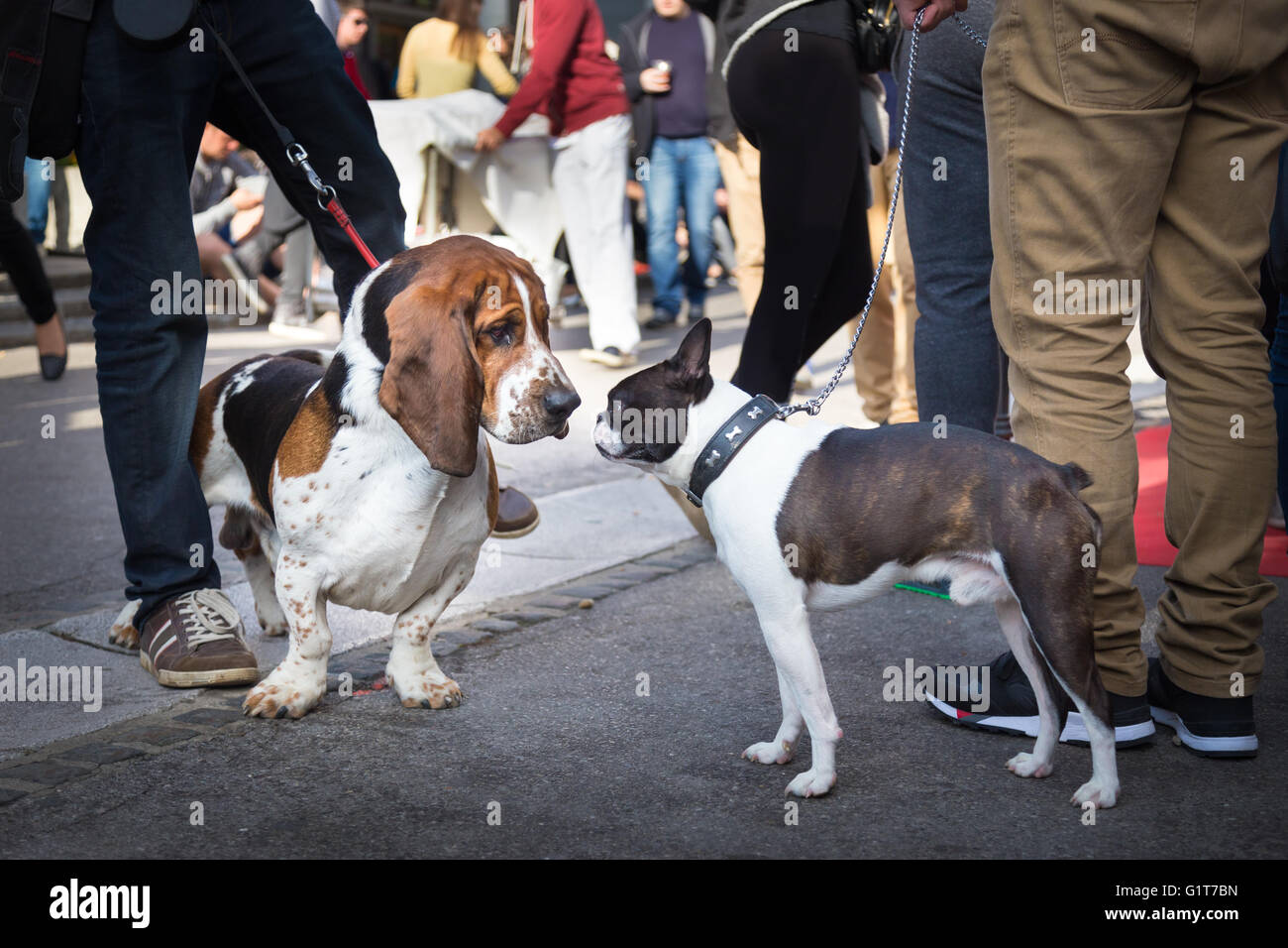 Deux chiens chaque message d'autres en reniflant. Banque D'Images