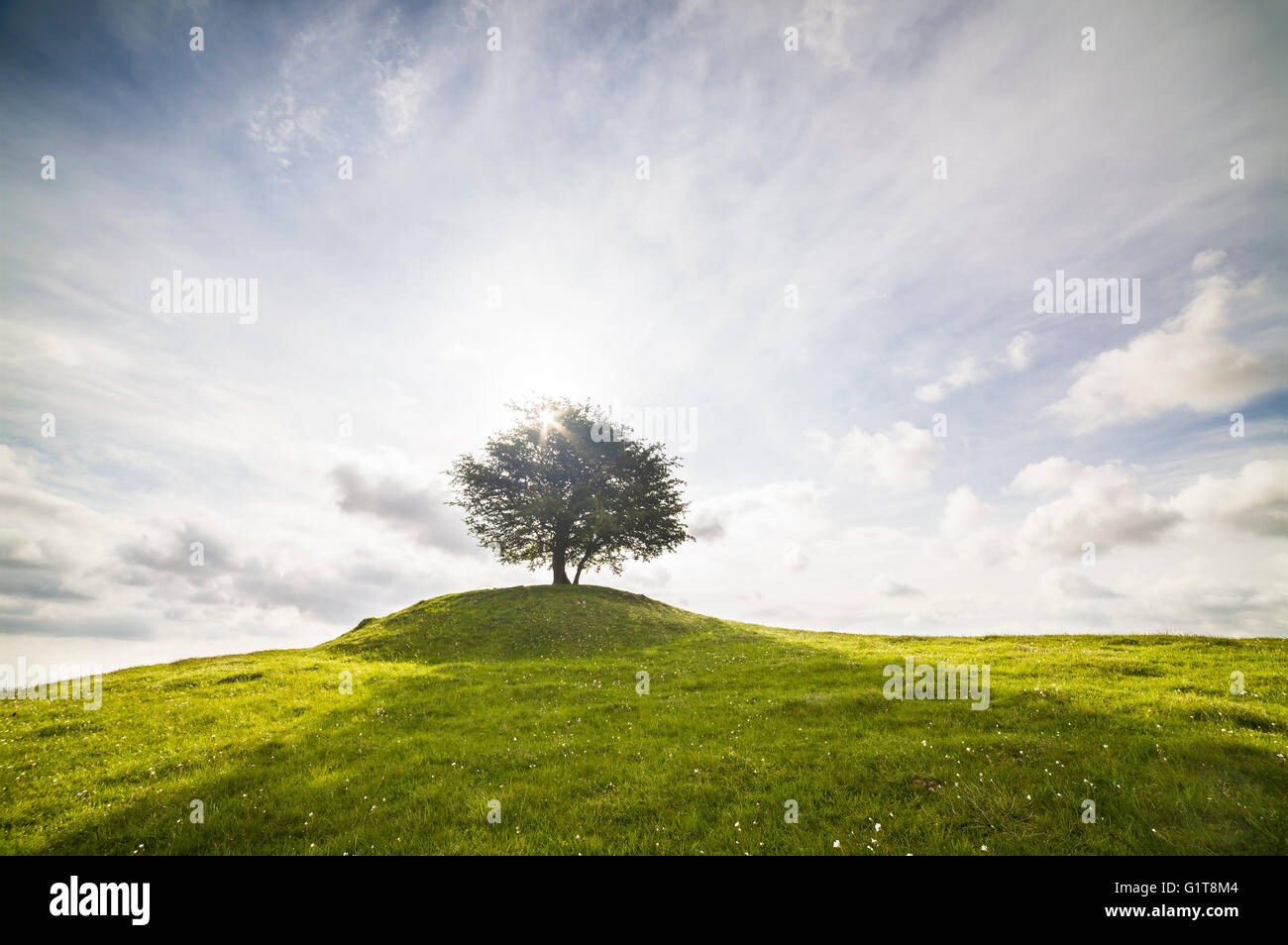 Lonely tree sur une colline face au soleil avec un ciel dramatique. Osterlen, Skane / Scania, la Suède. La Scandinavie. Banque D'Images