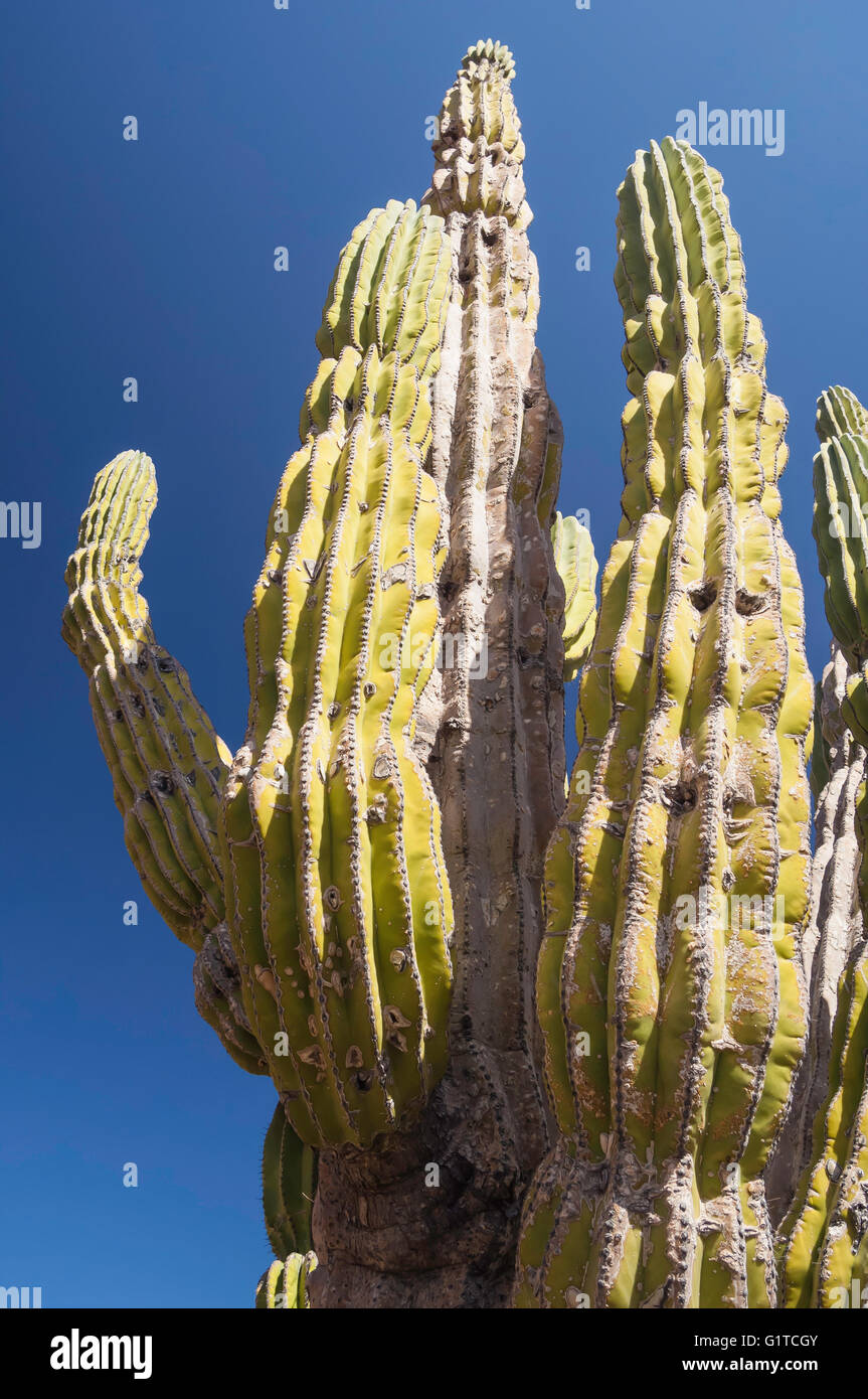 Cactus Cardon, Pachycereus pringlei, Isla Espiritu Santo, Baja California Sur, Mexique Banque D'Images