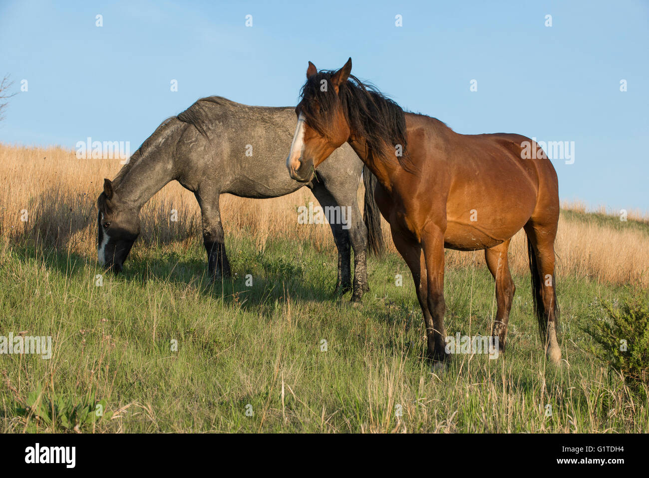 Wild Horse (Equs ferus), Mustang, le pâturage Feral, Theodore Roosevelt National Park, Dakota du Nord, dans l'ouest de l'Amérique du Nord Banque D'Images