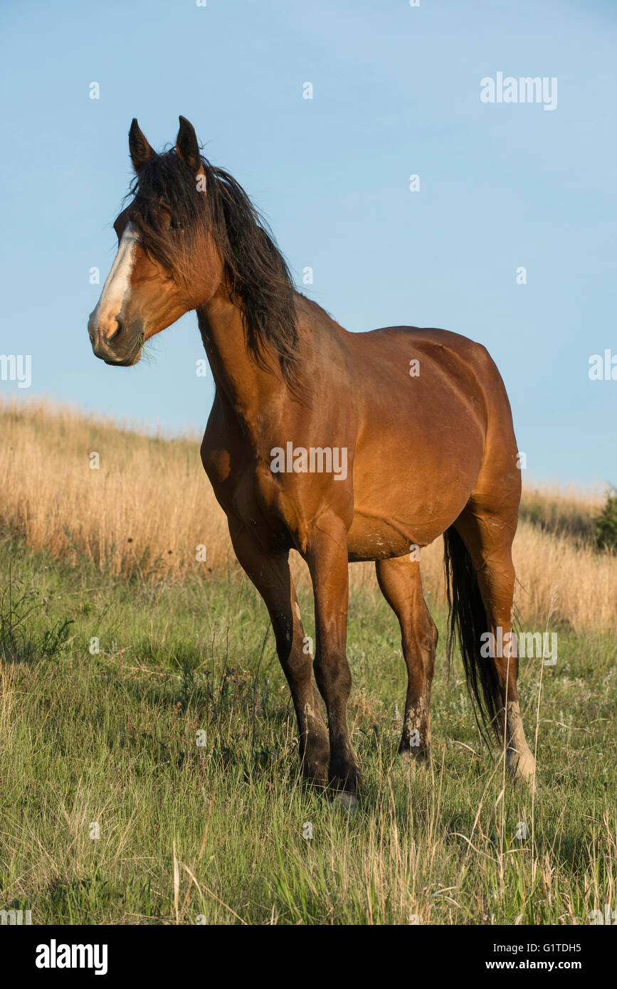 Wild Horse (Equs ferus), Mustang, Feral, Theodore Roosevelt National Park, Dakota du Nord, dans l'ouest de l'Amérique du Nord Banque D'Images