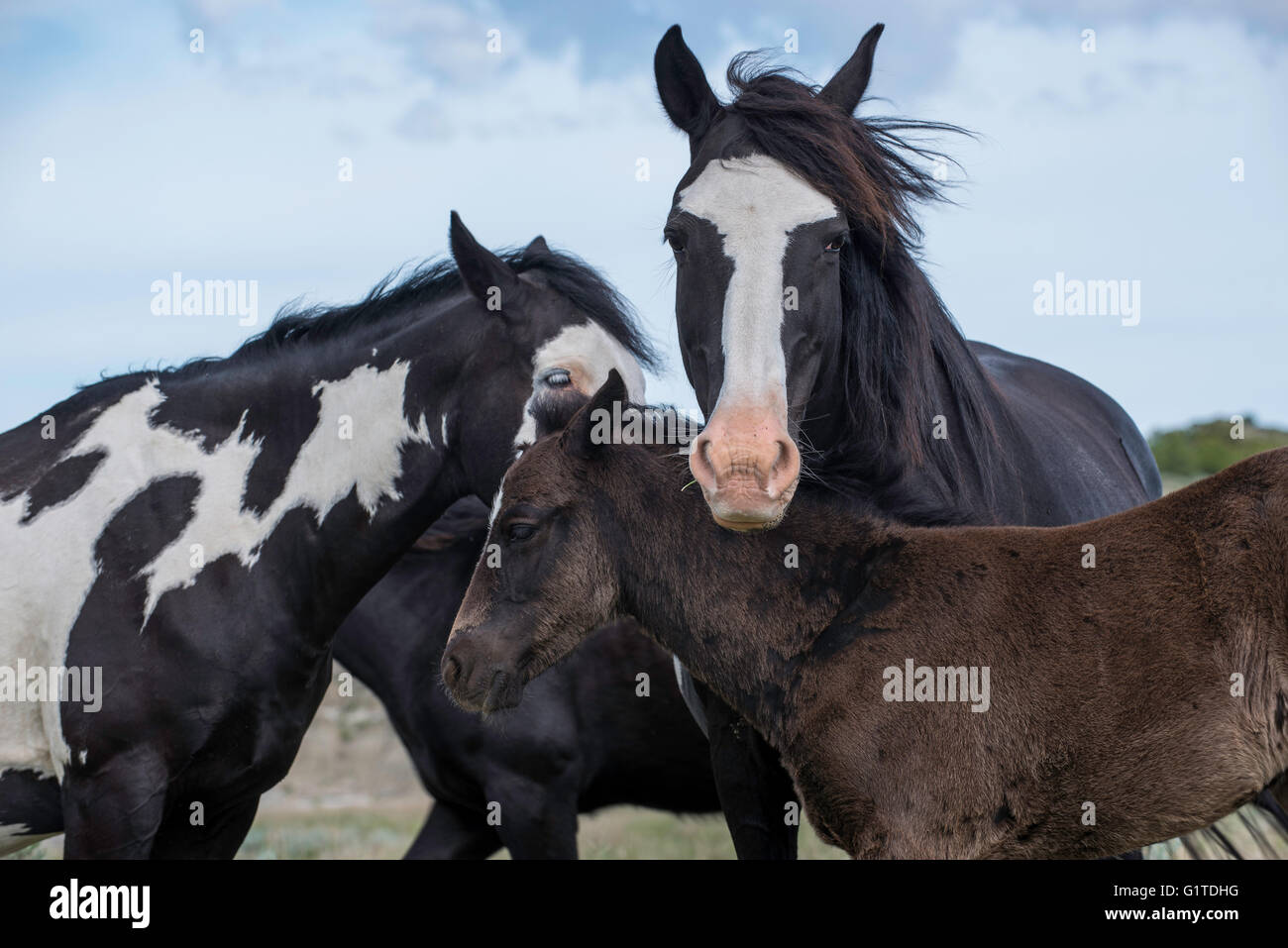 Wild Horse (Equs ferus), Mustang adulte et poulain, poulain Feral, Theodore Roosevelt National Park, N. Dakota, USA Banque D'Images