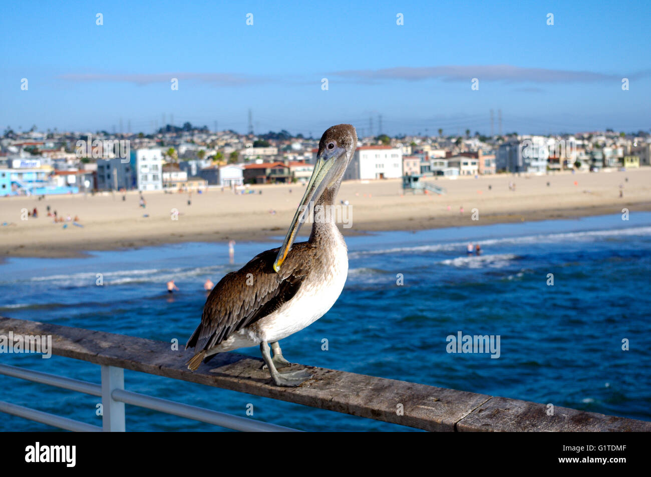 Profil d'un pélican, sur une jetée Hermosa Beach en Californie Banque D'Images