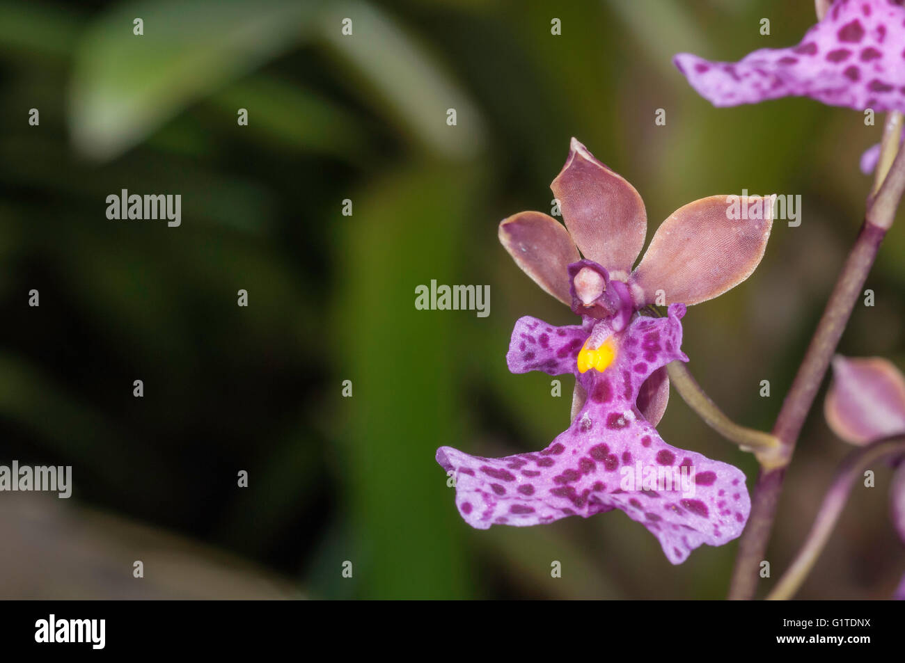 Caucaea cucullata (Oncidium), d'espèces d'orchidées indigènes de la Colombie et l'Équateur, Quito, Équateur Botantical Gardens Banque D'Images