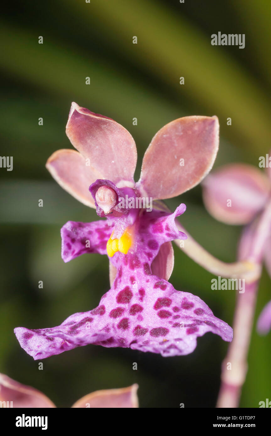 Caucaea cucullata (Oncidium), d'espèces d'orchidées indigènes de la Colombie et l'Équateur, Quito, Équateur Botantical Gardens Banque D'Images