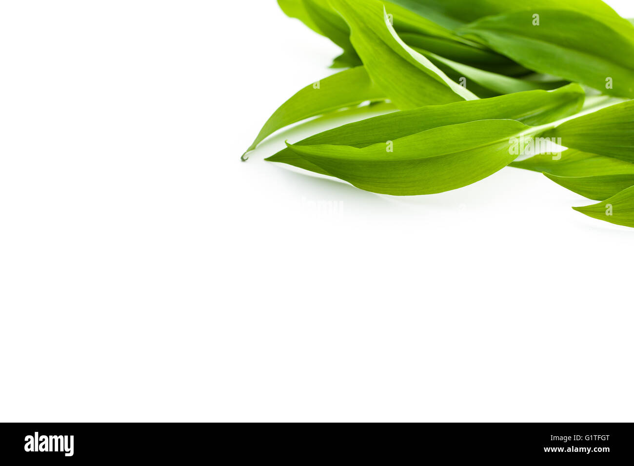 Ramsons frais feuilles. Les feuilles de l'ail sauvage isolé sur fond blanc. Banque D'Images