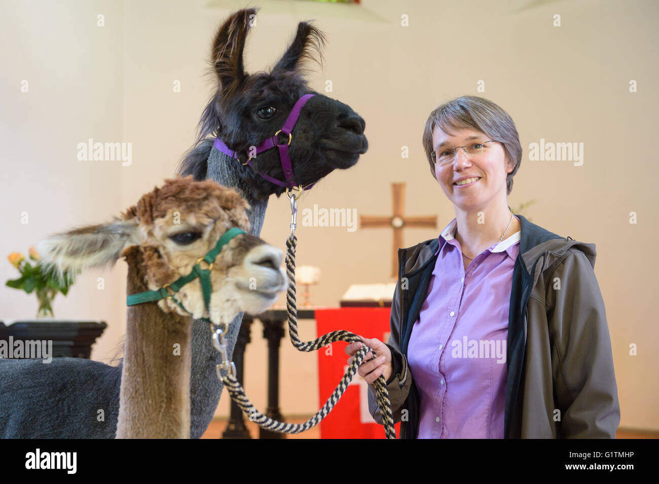 Schiffweiler, Allemagne. 17 mai, 2016. Le pasteur Wiltrud Bauer, avec llama Maputo (C) et de l'alpaga Alejandro, se dresse devant l'autel de l'église protestante de Schiffweiler, Allemagne, 17 mai 2016. Bauer utilise les animaux dans sa paroisse pour aider à promouvoir le bien-être spirituel. Photo : OLIVER DIETZE/dpa/Alamy Live News Banque D'Images