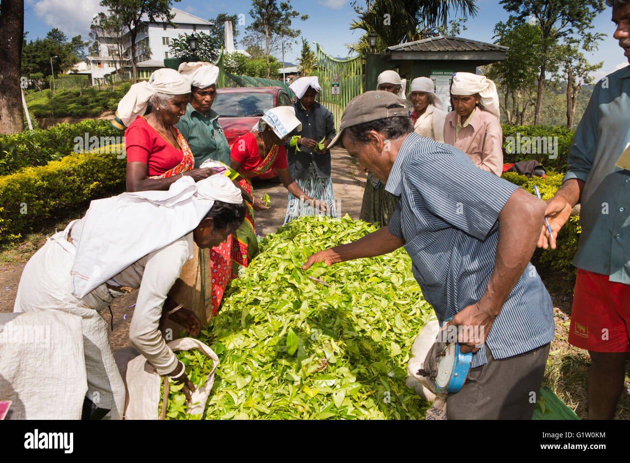 Sri Lanka, Ella, Finlay's Newburgh, usine de thé vert pour les femmes de l'air dans les feuilles avant d'un poids Banque D'Images