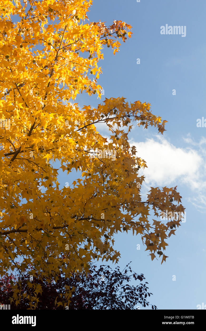 Arbres en automne avec des tons jaune et bleu ciel Banque D'Images