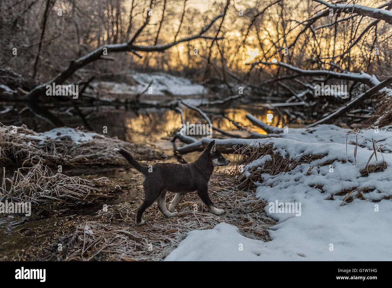 Chiot est la marche sur la rive couverte de neige Banque D'Images