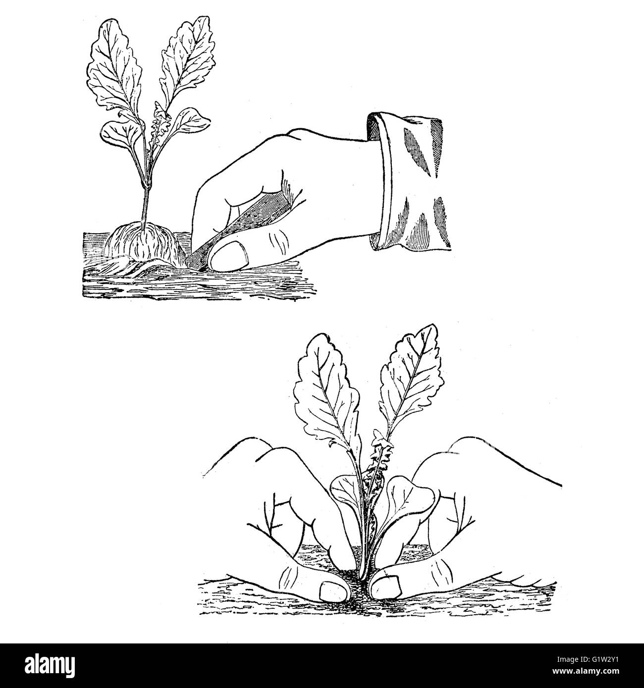 Vintage jardinage illustration : creuser un fossé et en appuyant sur affermir le sol autour de la plante Banque D'Images