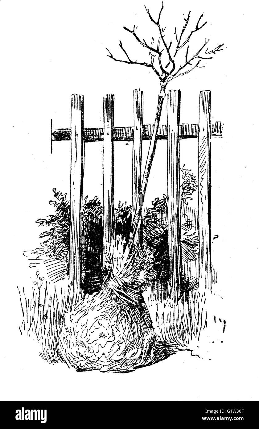 Illustration vintage jardinage, jeune arbre avec les racines enveloppées contre une clôture en bois, prêt à planter Banque D'Images