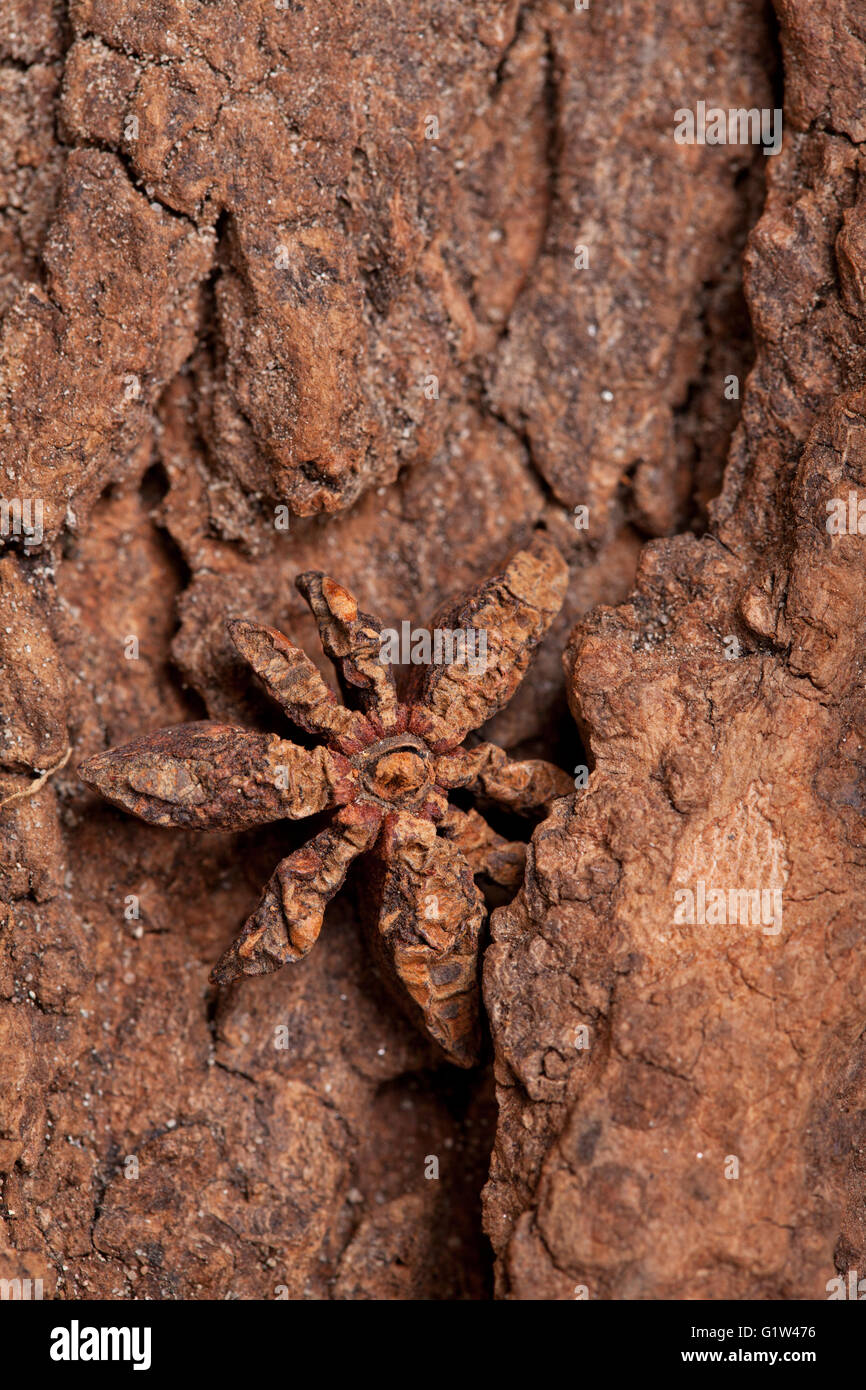 Avec Orange Cannelle et Anis Banque D'Images