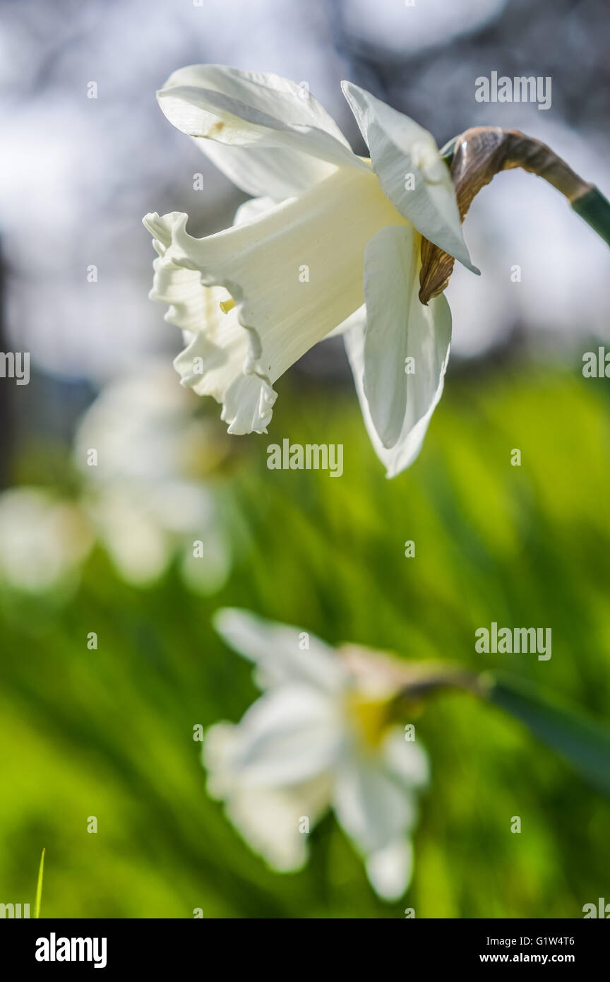 Tous les narcisses blancs Mount Hood Photo Stock - Alamy